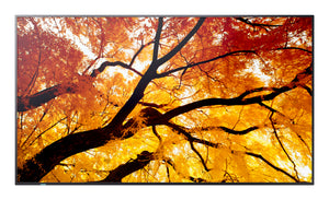 SHARP ELECTRONICS Sharp MultiSync Interactive flat panel 2.48 m (97.5") LED 550 cd/m² 4K Ultra HD Black 24/7 (PN-M982) - Cartouches Certifiees